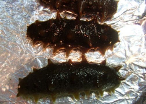 Sea Cucumber Extract